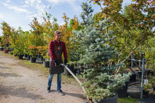 Best Best Tree Removal Services  in Laton, CA